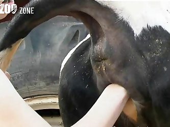 She Fuck Her Dog Back In The Trunk