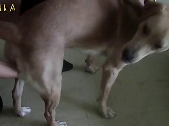 Tiktok Fuck Dog