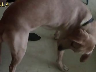 Tiktok Fuck Dog