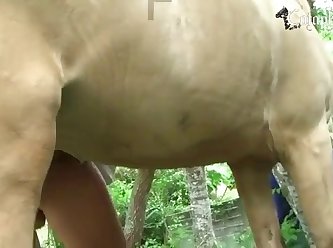 Dog Fuck Their Owner