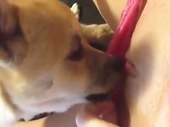 Force To Fuck Dog Porn