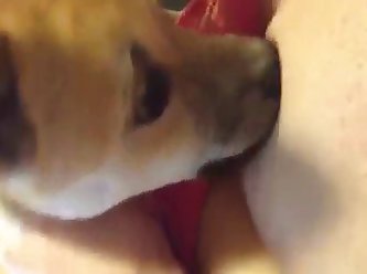 Force To Fuck Dog Porn