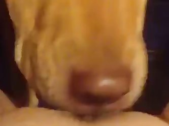 Andy Fuck Dog
