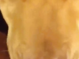 Andy Fuck Dog