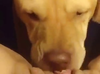 Andy Fuck Dog