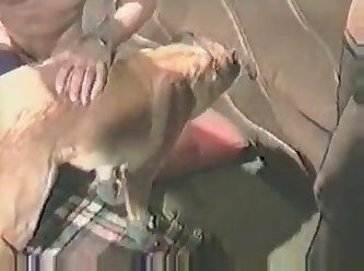 Real Amatuer Dog Fuck