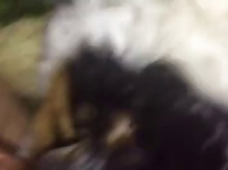 Human Dog Fuck