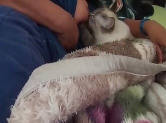 Amateur Dog Fuck Wife