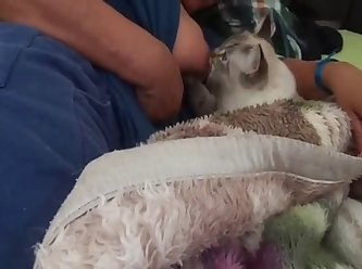 Amateur Dog Fuck Wife