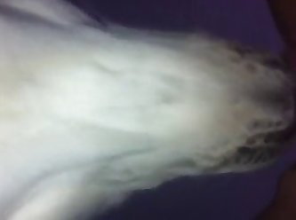 Dog Fuck Missionary Compilation