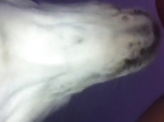 Dog Fuck Missionary Compilation