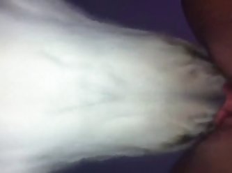 Dog Fuck Missionary Compilation
