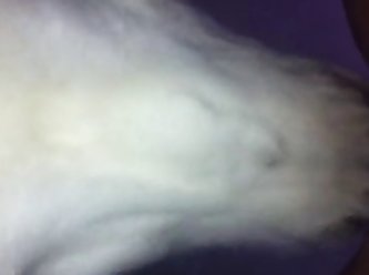 Dog Fuck Missionary Compilation