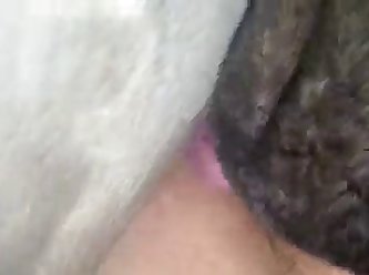 Kc Dog Fuck