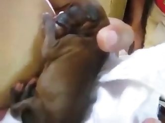 Dog Fuck A Dog