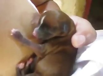 Dog Fuck A Dog