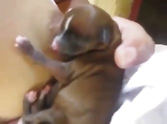 Dog Fuck A Dog
