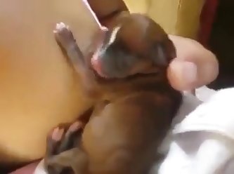 Dog Fuck A Dog