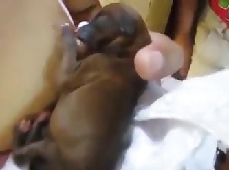 Dog Fuck A Dog