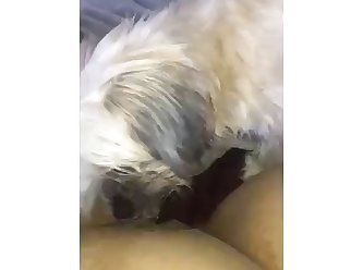 Aroused Man Fuck Dog