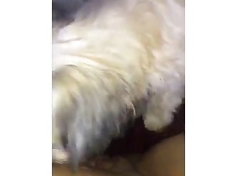 Aroused Man Fuck Dog