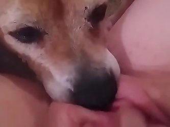 Dog Animation Fuck