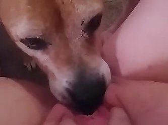 Dog Animation Fuck