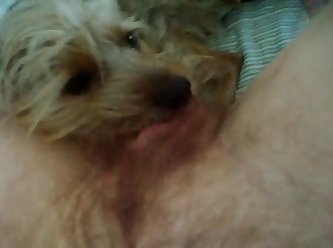 Dog Fuck Blowjob