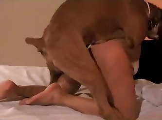 Listen To Blink 182 Fuck A Dog