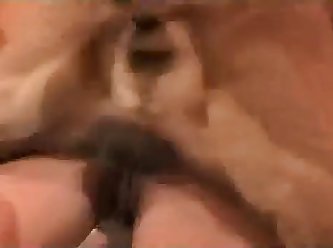 Listen To Blink 182 Fuck A Dog