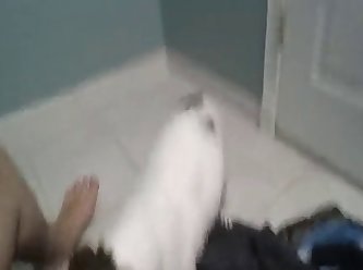 Tiny Dog Fuck Pussy