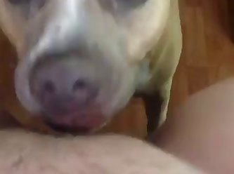 Man Force Fuck Dog Porn