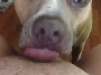 Man Force Fuck Dog Porn