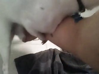 Tiny Dog Fuck Pussy