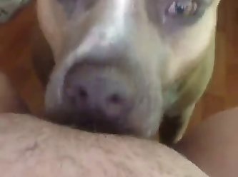 Man Force Fuck Dog Porn