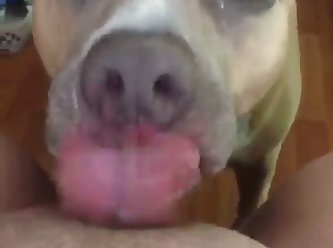 Man Force Fuck Dog Porn