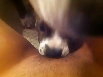 Dog And Seal Fuck You Tony
