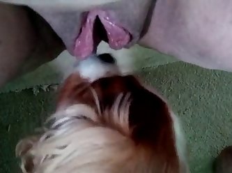 Two Guys Fuck A Dog Porn