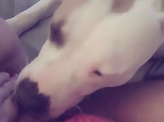 Dog And Man Fuck Girl At The Same Time