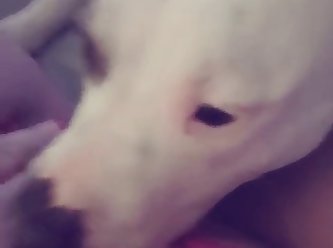Dog And Man Fuck Girl At The Same Time