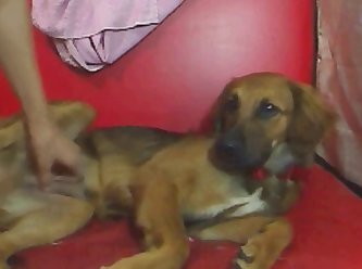 Moan Dog Fuck