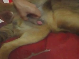 Moan Dog Fuck