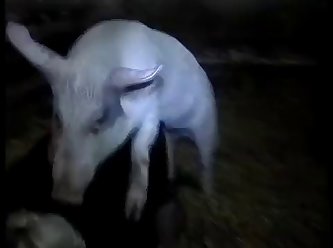 Two Girls Fuck With Dog