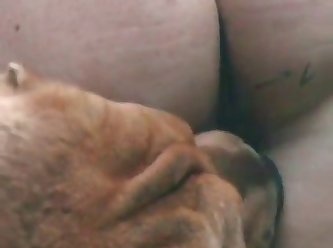 Gay Guy Lets Dog Fuck Him