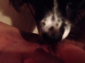 Black Dick Fuck Dog