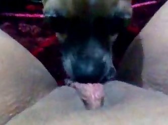 Dog Barking Fuck You