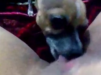 Dog Barking Fuck You