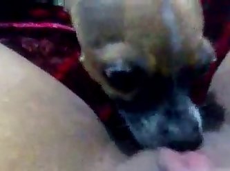 Dog Barking Fuck You
