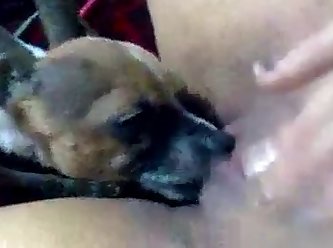 Dog Barking Fuck You