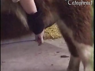 Why My Dog Licks His Anus